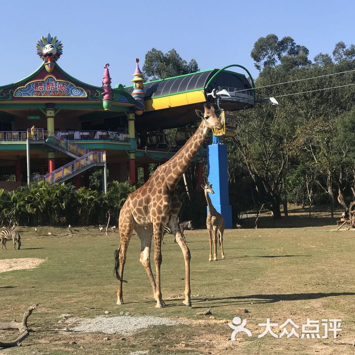 广州长隆野生动物世界图片-北京动物园-大众点评网