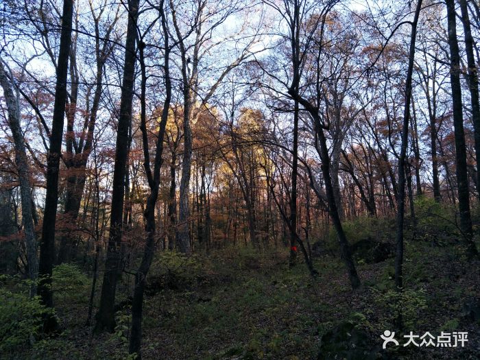 金龙山国家森林公园-图片-阿城区周边游-大众点评网