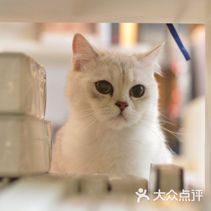 贝蒂猫 猫洗澡