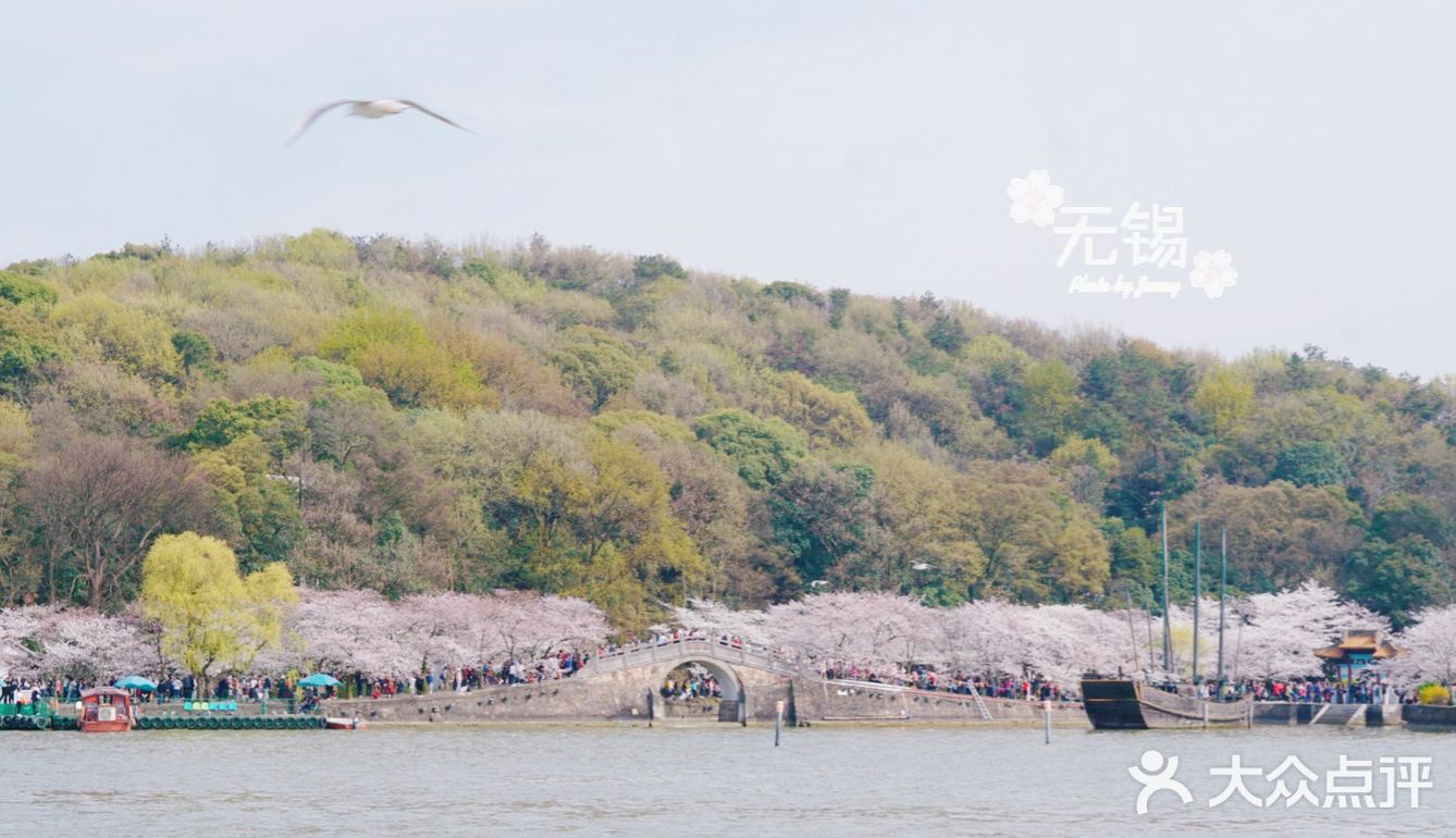 无锡旅游|太湖景区鼋头渚|赏樱胜地