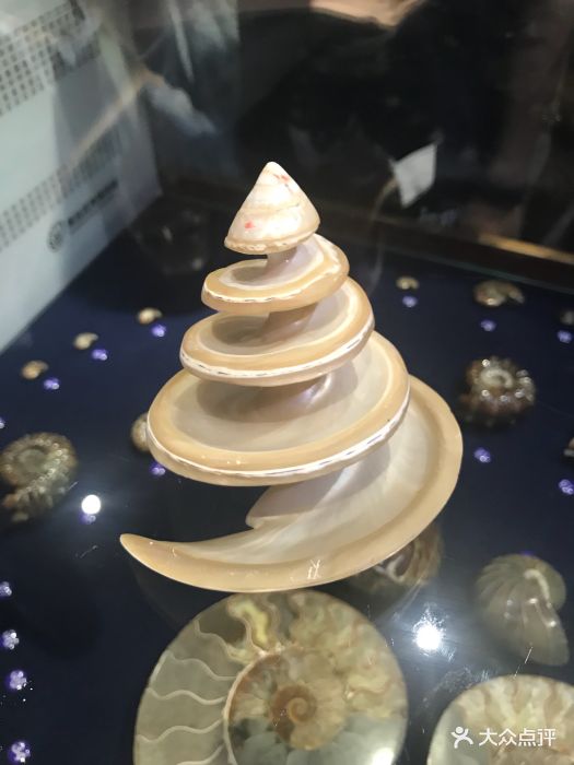 青岛贝壳博物馆图片 第132张