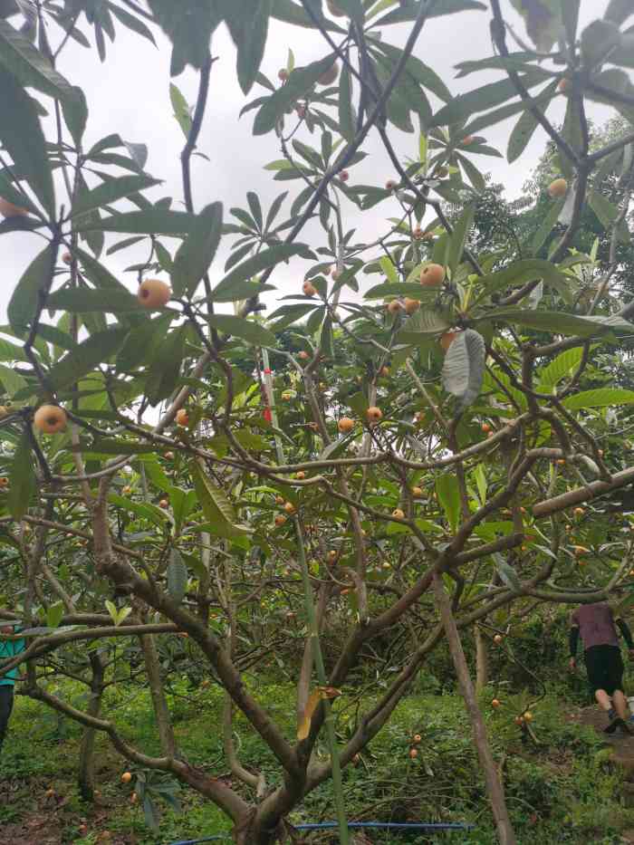 广阳江南枇杷园-"广阳岛正对面的广阳江南枇杷园…总.