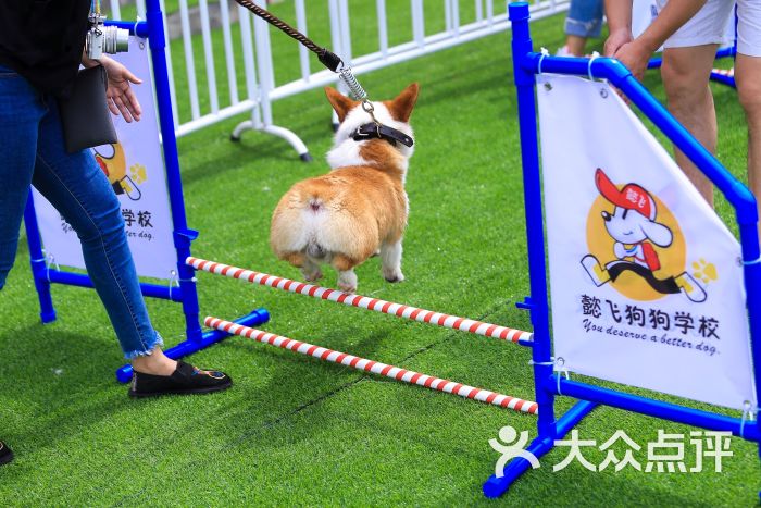 懿飞狗狗学校上传的图片