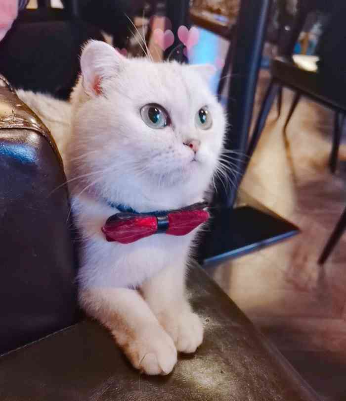 蓝鲸地下吸猫场所·猫咖啡厅-"第一次聚众吸猫,猫咖的