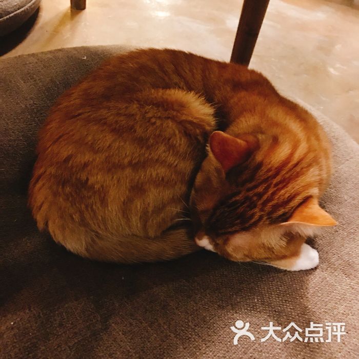 不思议的猫花园猫咪咖啡名猫馆