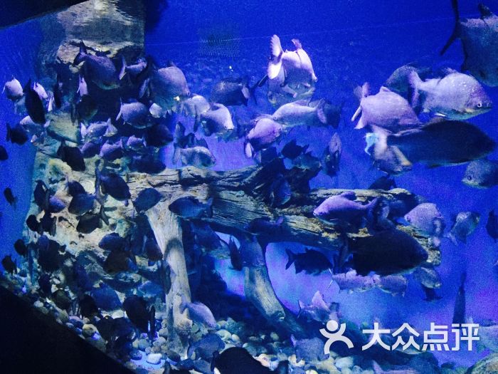 兰州极地海洋世界图片 第318张