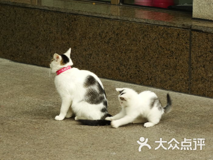 院子中的猫咪一家