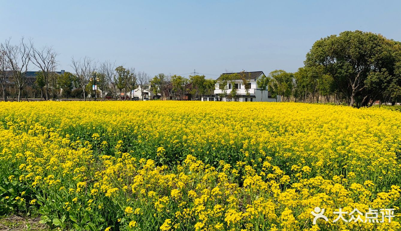 大片的油菜花地空气清新