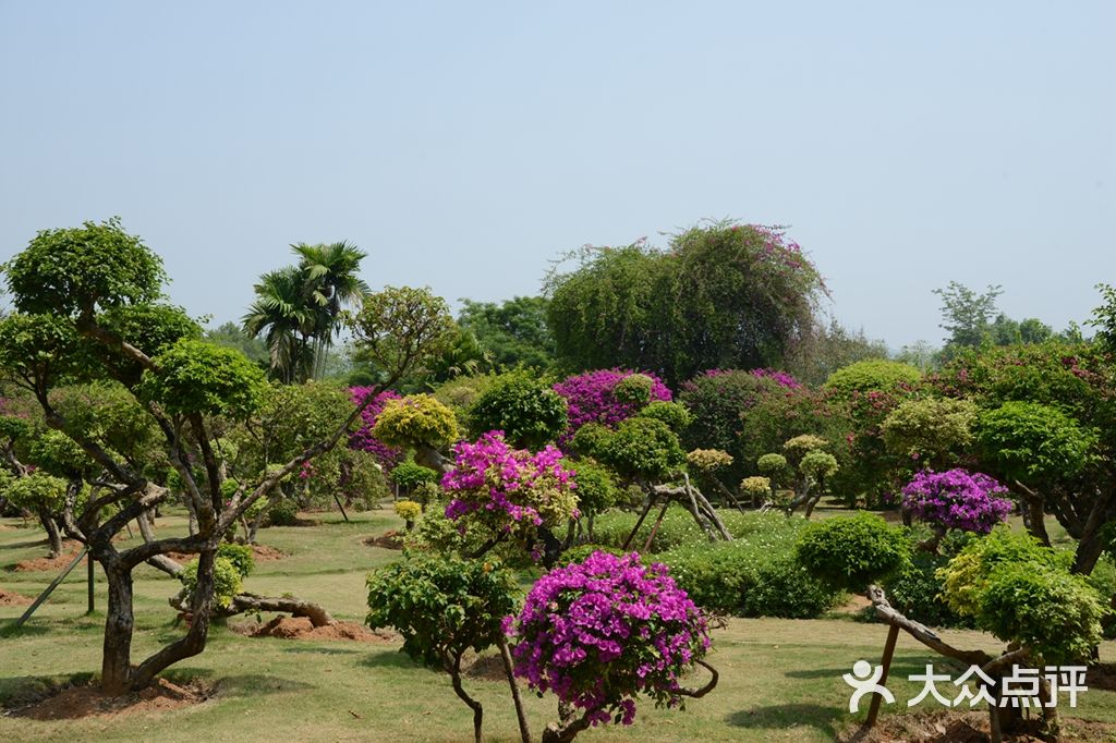 西双版纳热带花卉园-图片-景洪市周边游-大众点评网