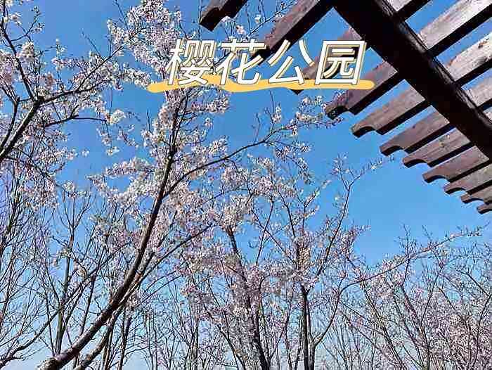 潮白河樱花公园"周末遛娃好去处[强]推荐大厂樱花公园,距.