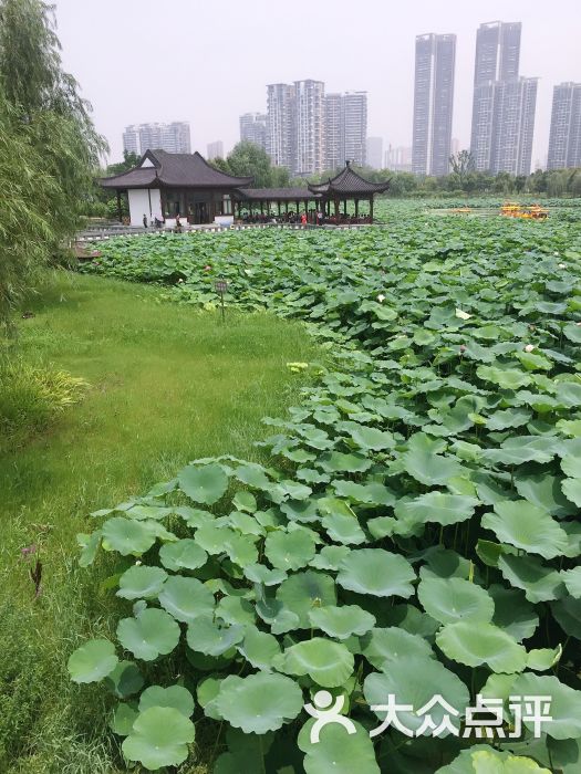 沙湖公园图片 第454张