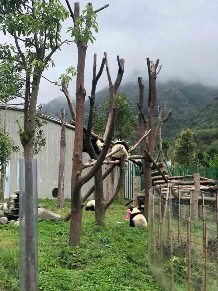 卧龙中华大熊猫苑神树坪基地