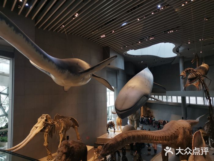 上海自然博物馆(静安新馆)图片