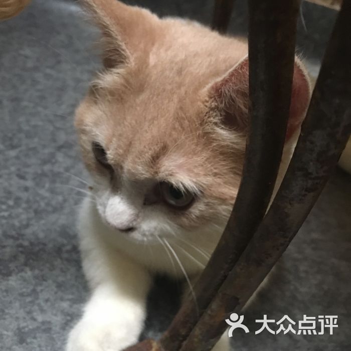 猫色猫咖啡·猫咪咖啡小酒吧