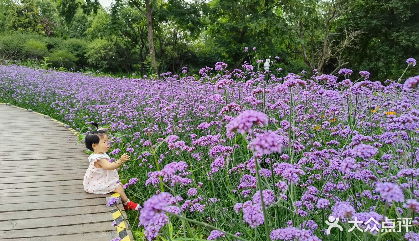 西溪湿地四季花海