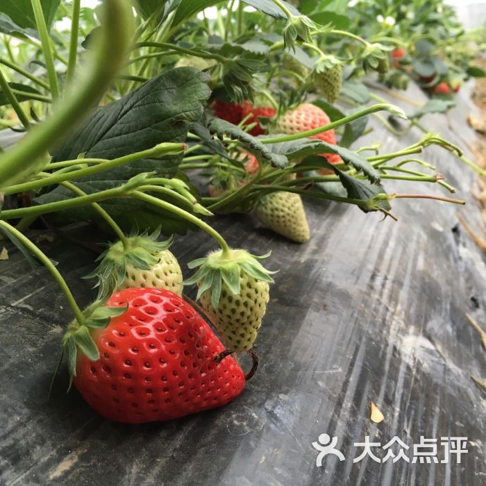 方圆生态奶油草莓园草莓图片 - 第4张