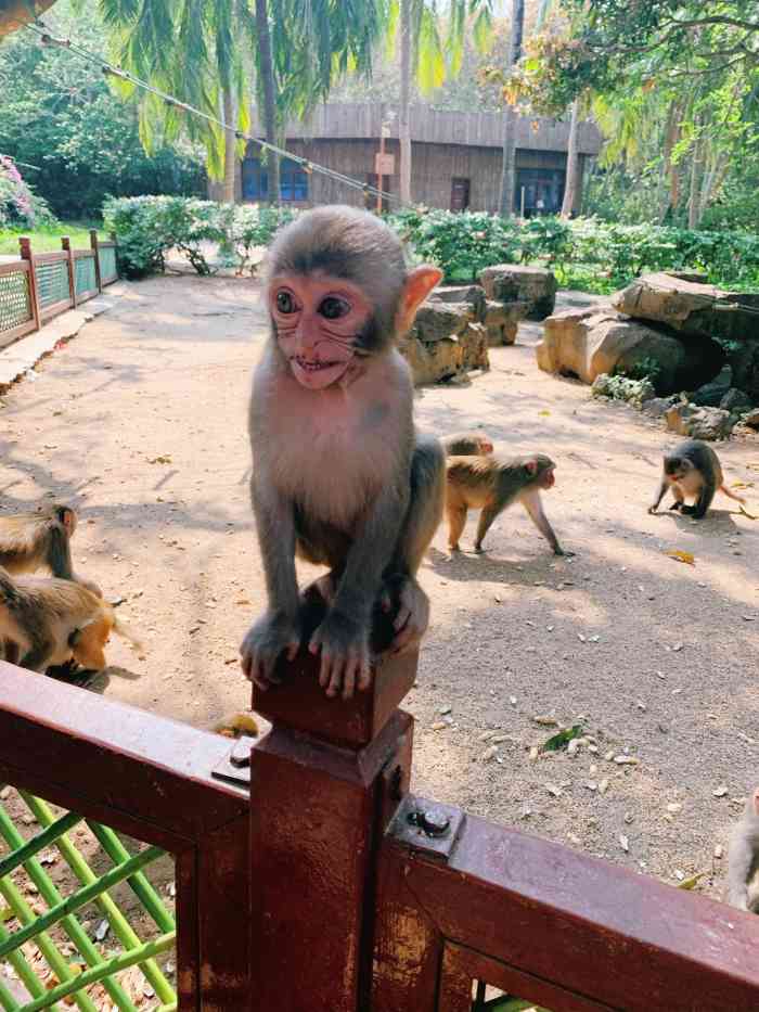 南湾猴岛生态旅游区-"南湾猴岛生态旅游景区 是我国上