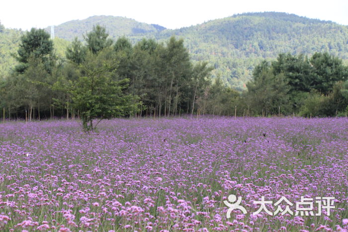 名花谷生态庄园图片 - 第5张