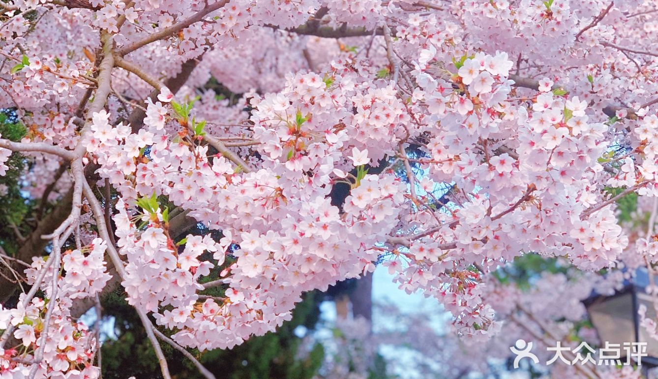 青岛中山公园樱花节粉色日系调色教程