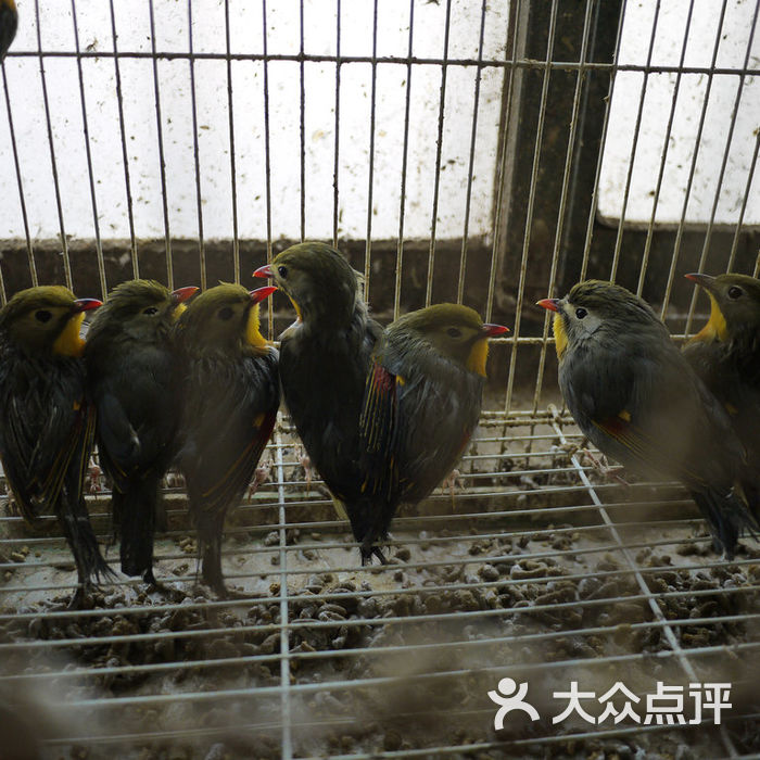 杨浦公园花鸟市场图片-北京特色集市-大众点评网
