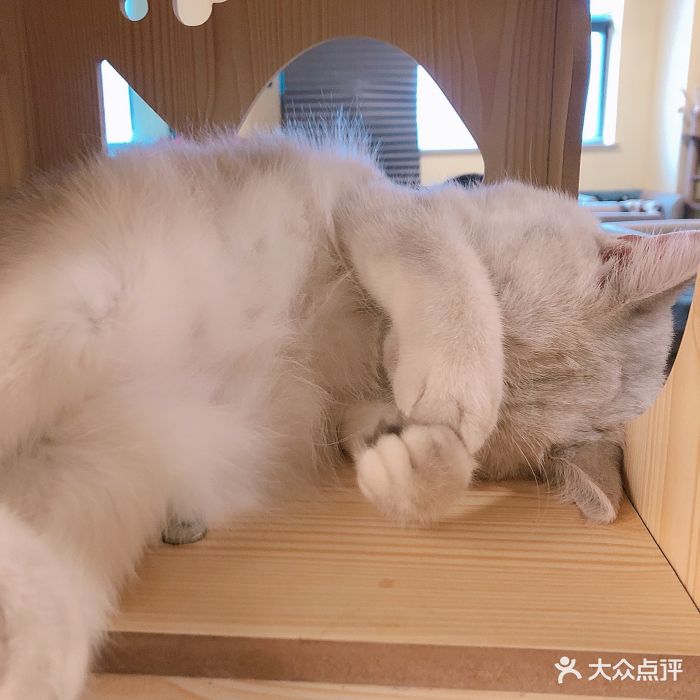 衔蝉猫咖·撸猫·桌游·剧本-图片-杭州美食-大众点评网