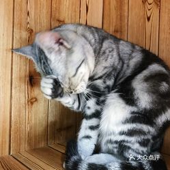 喵不可言宠物店 sY14aQjK83S6TDUO6iznA8wzLQR0eLhXxGSZVw0Q_WjsBtuBJfhzJ8C_Iz-VgaBUuzFvxlbkWx5uwqY2qcjixFEuLYk00OmSS1IdNpm8K8twhW7bzr4O88Ivp4FuDG0SfCF2ubeXzk49OsGrXt_KYDCngOyCwZK-s3fqawWswzk.jpg