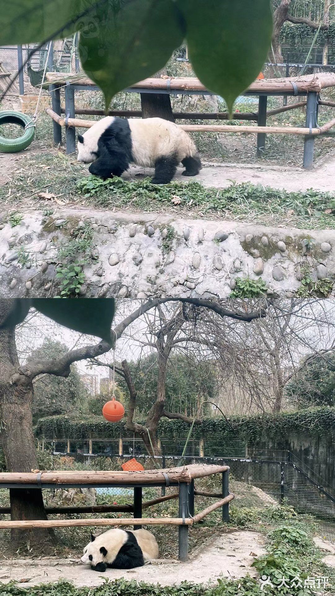 走成都动物园看熊猫