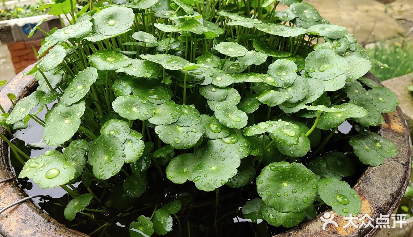 金钱草是一种常见植物而且是一种中药材主要功效可预