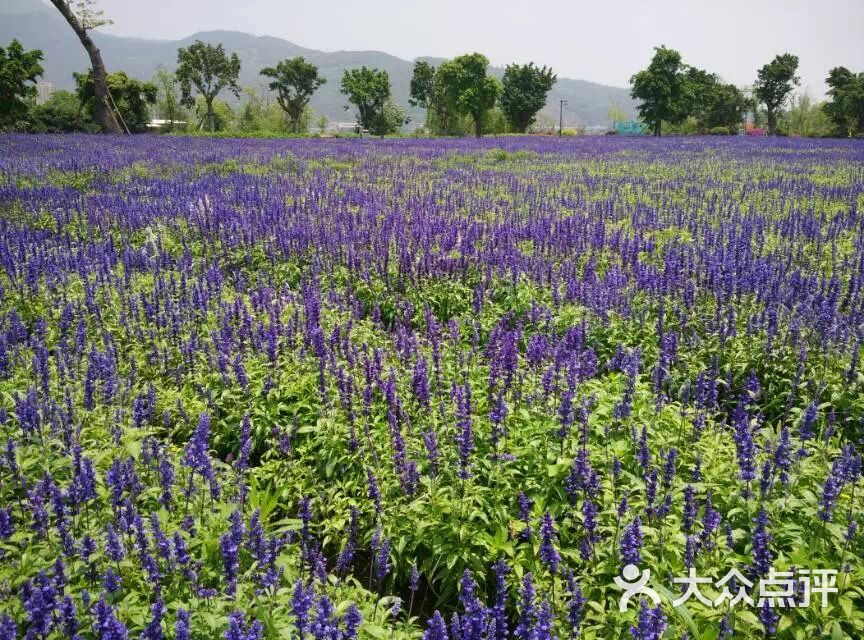 福州花海公园-图片-福州周边游