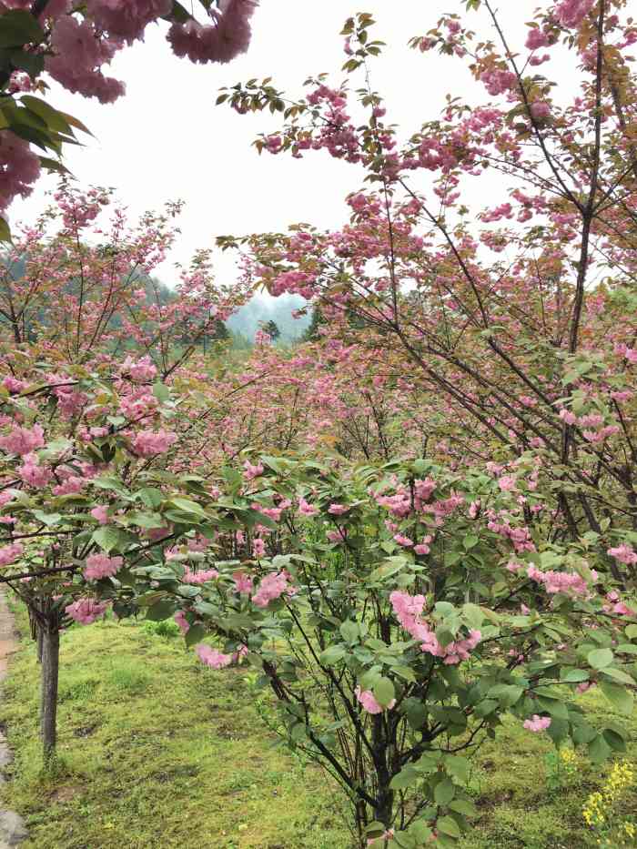 三郎镇樱缘谷"崇州三郎镇的樱花,开的很漂亮,自驾比较方.