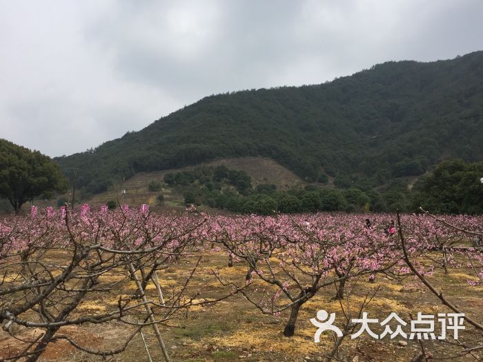 天下第一桃园-图片-奉化周边游-大众点评网