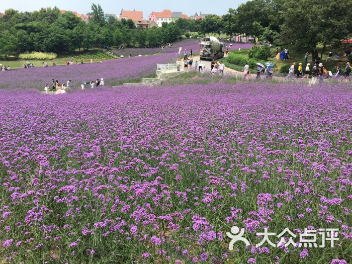 大塘金薰衣草庄园-图片-南京美食-大众点评网