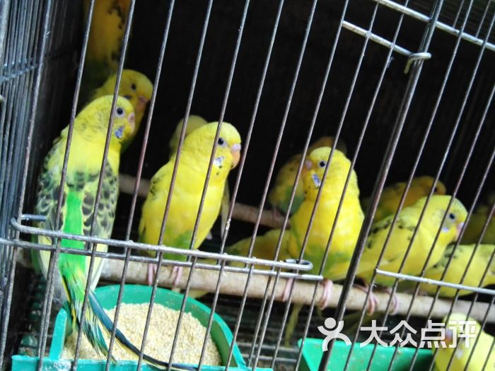 三林花鸟市场图片 - 第8张