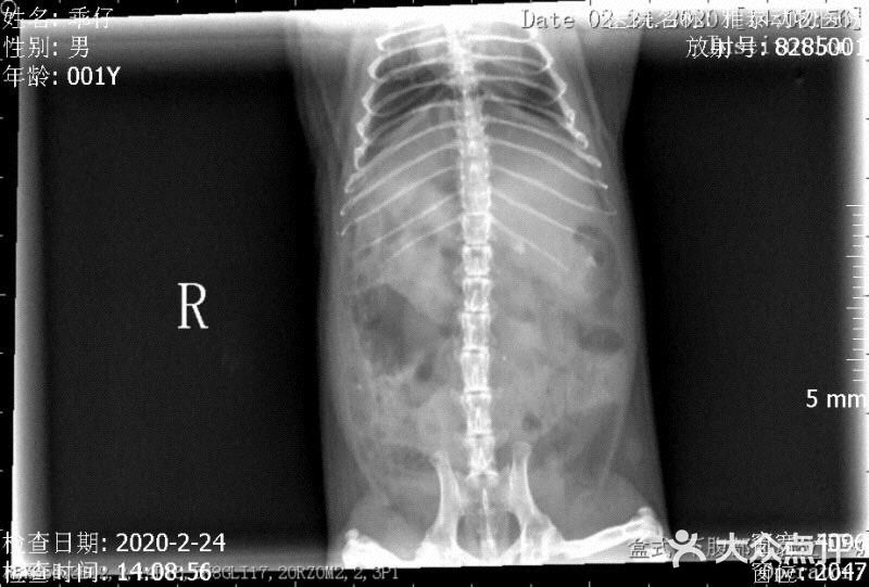 爱诺雅泰动物医院(兔子异宠专科,犬猫内科,心脏专科,中兽医)图片
