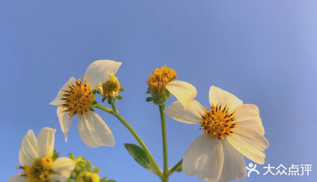 南沙景点 | 凤凰三桥下的油菜花田