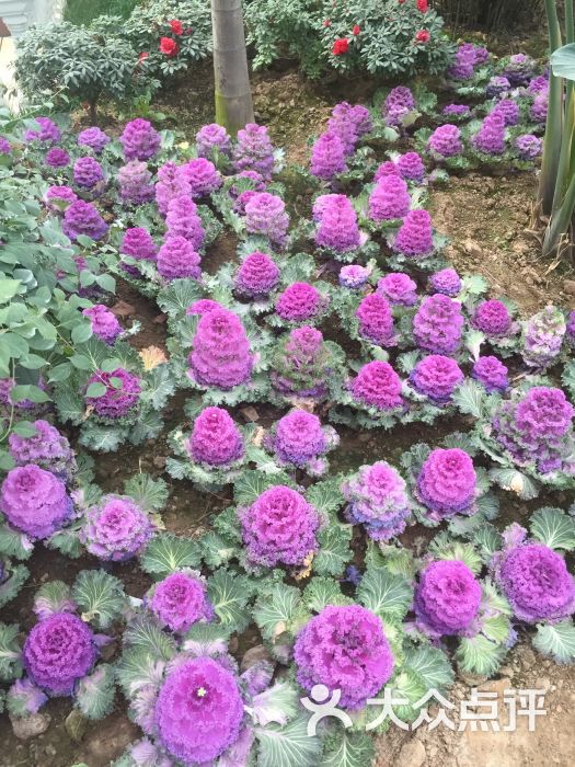 龙园休闲度假农庄游乐园-图片-临沂休闲娱乐