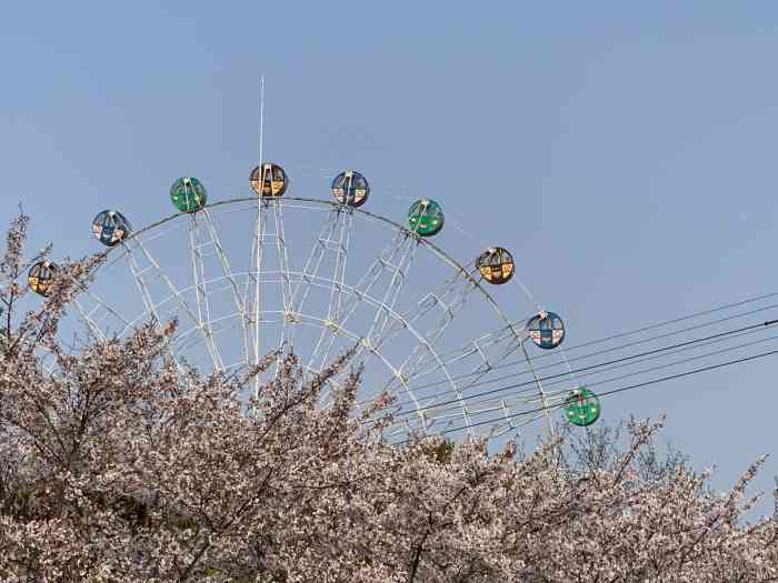 樱花园-"淮安樱花园位于淮安市承德北路黄河桥北,古.