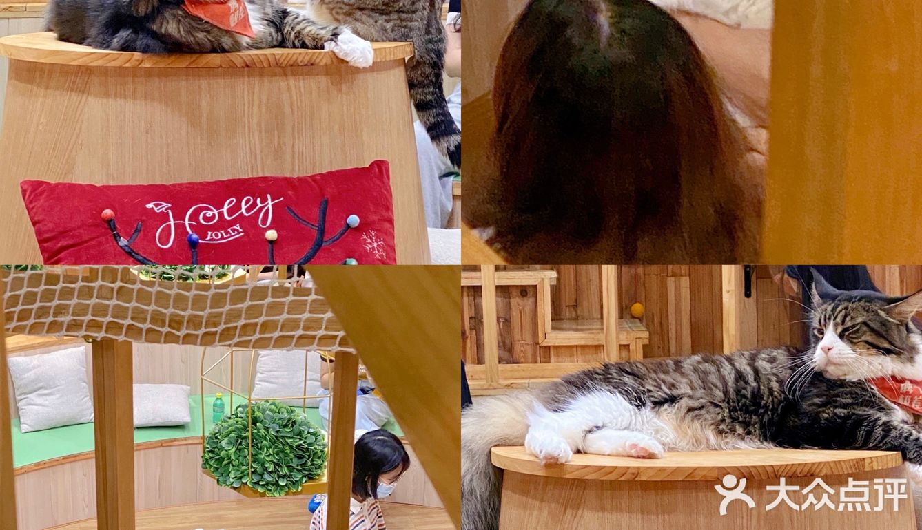 杭州下沙92治愈系猫咖30r99不限时畅玩