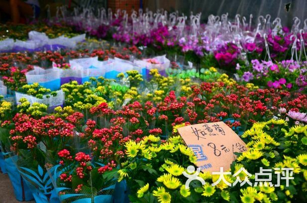 广州市芳村岭南花卉市场-盆景区西后图片-北京特色