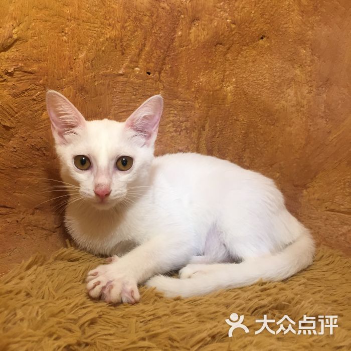 不思议的猫花园猫咪咖啡名猫馆的点评