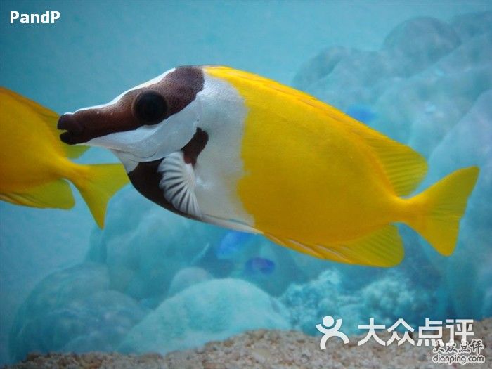 上海海洋水族馆狐篮子鱼图片-北京海洋馆-大众点评网