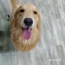 哪里的大学可以带宠物 syd6-Q5T31eGSk3Iz65Cyvq0K_08pEnHyxnUjlehksTTtYaXFmiKBqJc_bNvyQABuzFvxlbkWx5uwqY2qcjixFEuLYk00OmSS1IdNpm8K8twhW7bzr4O88Ivp4FuDG0SfCF2ubeXzk49OsGrXt_KYDCngOyCwZK-s3fqawWswzk.jpg