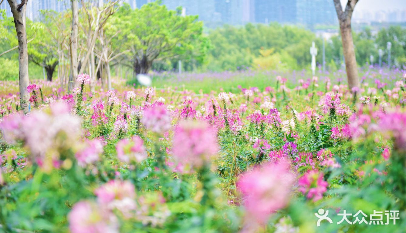 流花山公园,梦幻花海