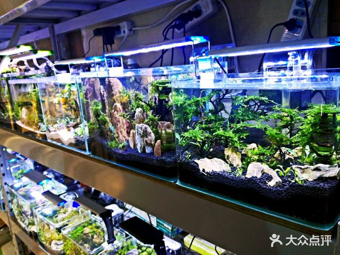 新官园花鸟鱼虫工艺品市场水族箱图片 - 第8张