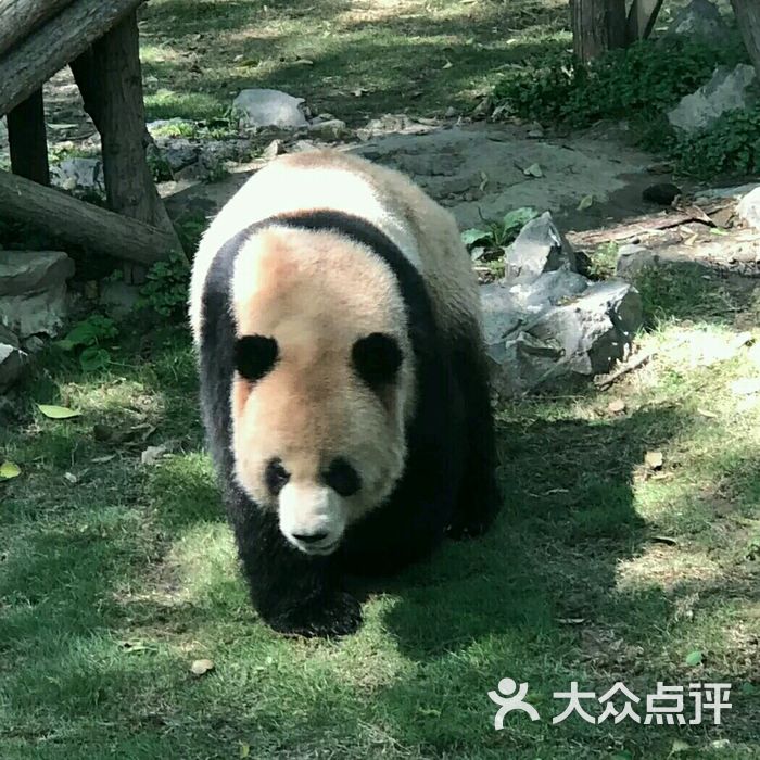 上海动物园图片-北京动物园-大众点评网