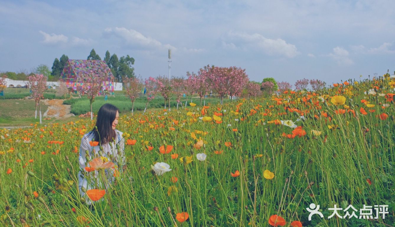 成都赏花地-紫颐香熏山谷