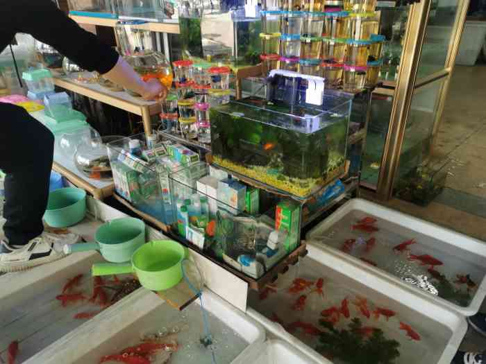 瓯海区花鸟市场-"新的花鸟市场是从原来一个黄龙商贸城搬迁过.