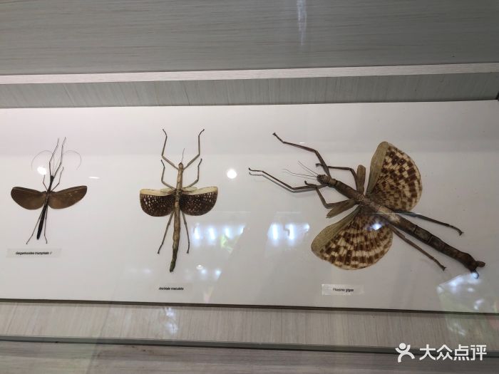 自然年轮昆虫馆图片 - 第131张