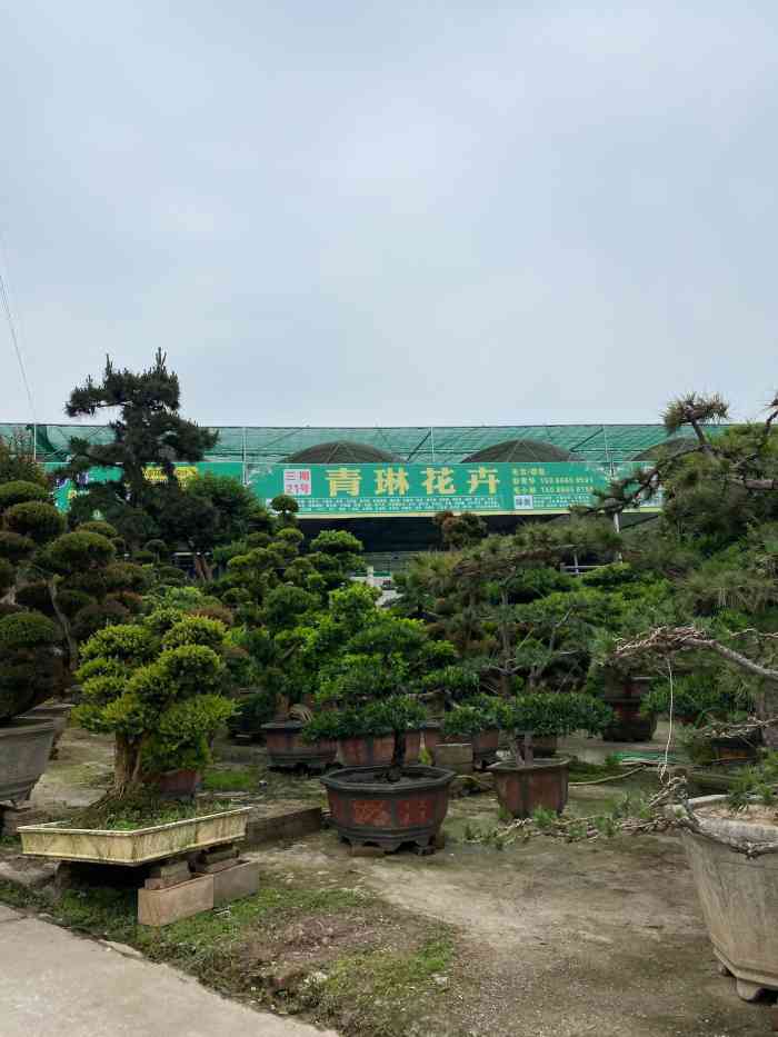 大竹林花卉市场"大竹林花卉市场,位于金竹苑菜市场旁边.坐.