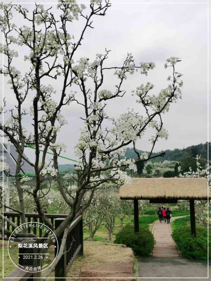 梨花溪风景区-"这条信息显示的是 梨花溪风景区 地址永商.